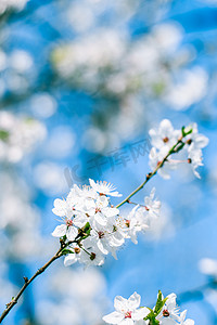 樱花和蓝天，白花作为自然背景