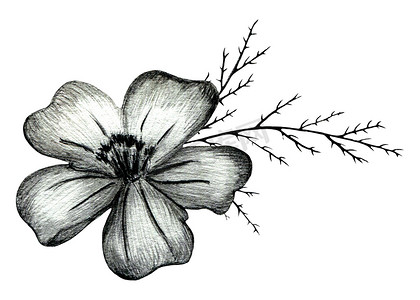 中式家具手绘摄影照片_黑白手绘万寿菊花组成。