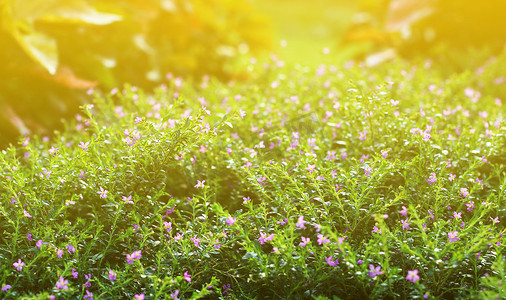 花小复古可爱的草在放松早晨的阳光下作为背景素材