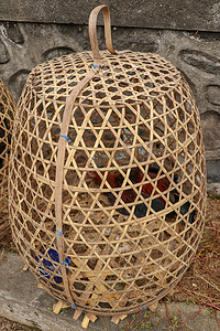 竹制柳条篮中的棕色斗鸡。
