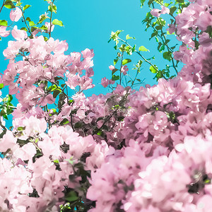 梦幻花园中柔和的粉红色盛开的花朵和蓝天，花卉背景