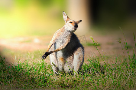 小图标可爱摄影照片_一只小袋鼠在澳大利亚享受阳光