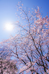 日本的樱花摄影照片_分枝的樱花和太阳天空