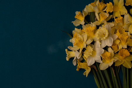 蓝色水仙花摄影照片_右边是一大束靛蓝色背景上的黄色水仙花。
