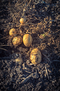 美国补丁园收获的有机土豆堆