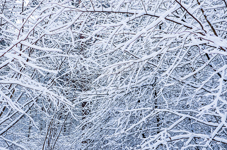 许多细细的树枝上覆盖着蓬松的白雪。