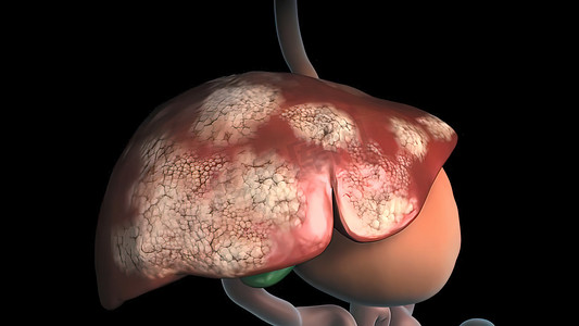 人体360摄影照片_人体肝脏解剖学。