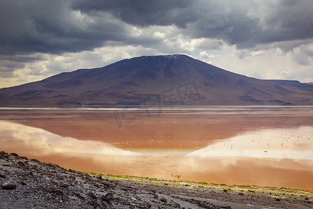 玻利维亚 Altiplano 的智利火烈鸟和拉古纳科罗拉达，红色泻湖