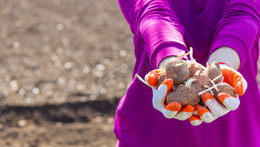 在地面上手工种植马铃薯块茎。