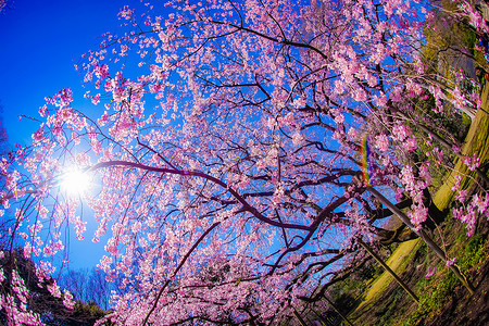 分支的樱花和太阳天空