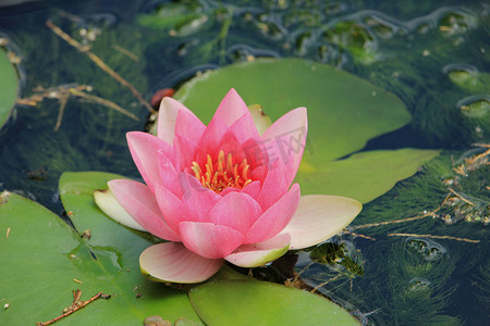 漂浮花瓣摄影照片_漂浮在阳光明媚的池塘里的粉红色睡莲