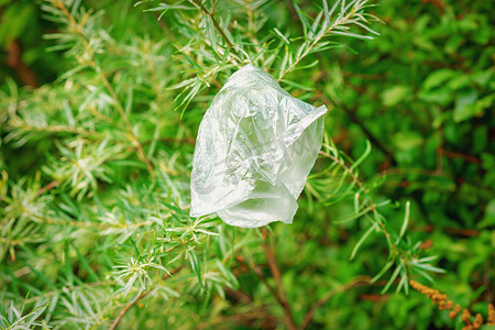 垂悬在绿色杉树分支的塑料袋