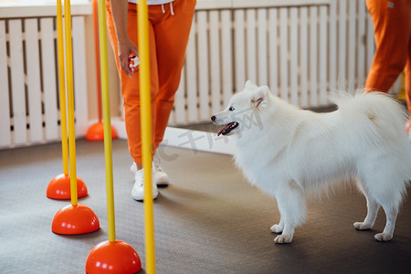 雪白狗在宠物屋与训练师一起训练日本斯皮茨
