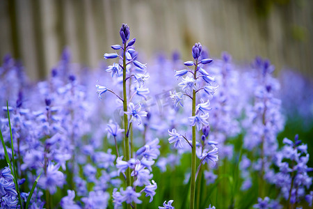 夏日，后院花园里生长着一束充满活力的蓝铃花。