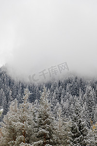 风景秀丽的雾山深林，有白雪皑皑的冷杉树。