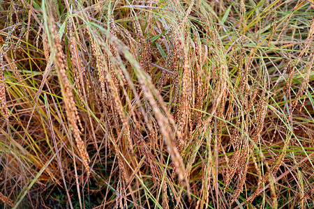 成熟水稻摄影照片_成熟的稻谷收割