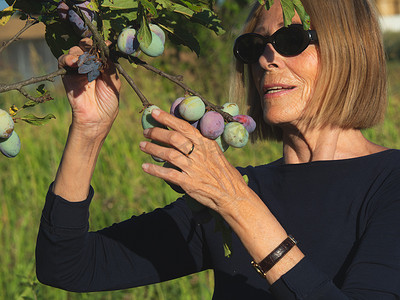 夏季在农场采摘有机水果的高龄白人女性