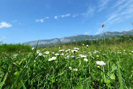 洋山摄影照片_瑞士阿尔卑斯山美丽的甘菊