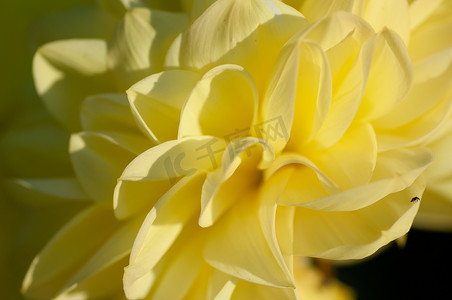 黄色大丽花和小昆虫在柔和的日落光下生长在露天区花园外的特写，宏观