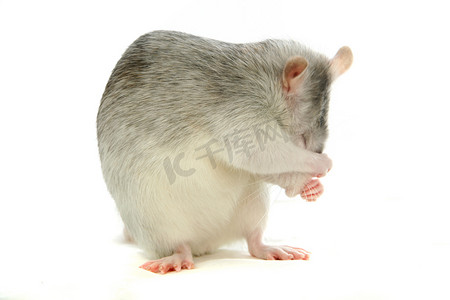 老鼠上灯台摄影照片_在白色的白色实验室老鼠