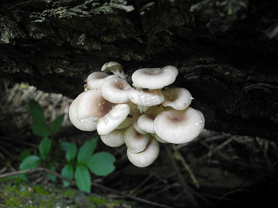 大生蚝摄影照片_多孔菌、大多孔菌、平菇、平菇、生长在森林砍伐树干上的平菇。