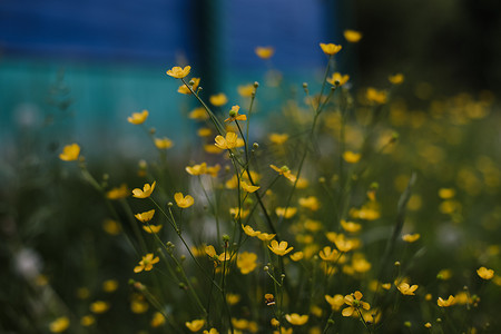 高大上的摄影照片_毛茛黄色花在绿草背景上的草地上。