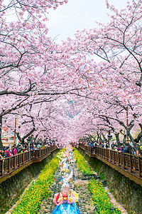 镇海军港节是韩国最大的樱花节。