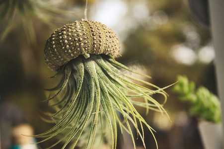 附生植物（铁兰）空气植物从悬挂在一根线上的空心贝壳中生长出来