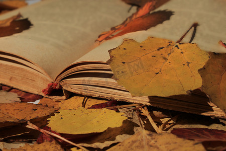 一本打开的旧书躺在落秋叶中的公园里
