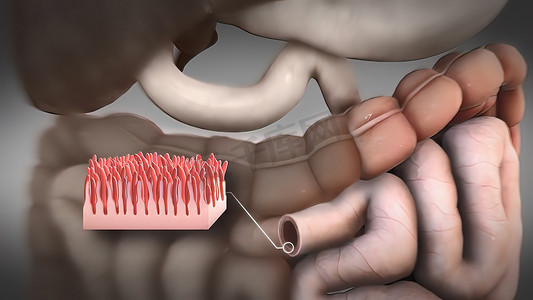 显微镜下肠道内真实的绒毛。