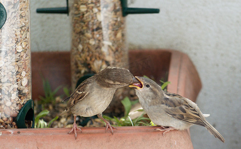 鸟张开嘴巴摄影照片_一只母麻雀正在喂养它的雏鸟。