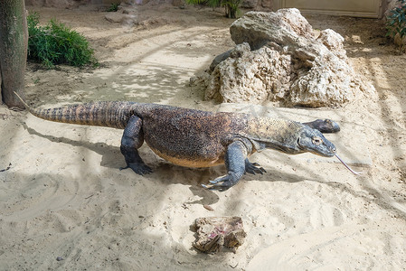 亚洲龙摄影照片_科莫多龙，世界上最大的蜥蜴
