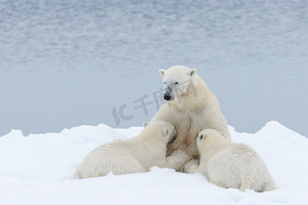 挪威北极斯瓦尔巴群岛北部的北极熊妈妈在浮冰上喂养她的幼崽