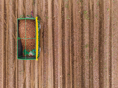 不计其数摄影照片_秋季洋葱田里装满洋葱的现代拖车的鸟瞰图