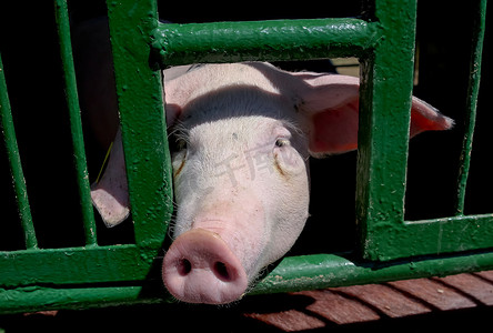 猪鼻子摄影照片_围场里的猪鼻子。