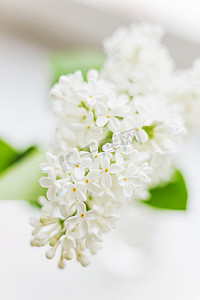 白色背景上的丁香（丁香）花。