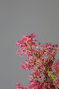 绿色花朵海报摄影照片_紫色花朵特写植物背景高品质大尺寸版画落新妇科虎耳草科墙海报