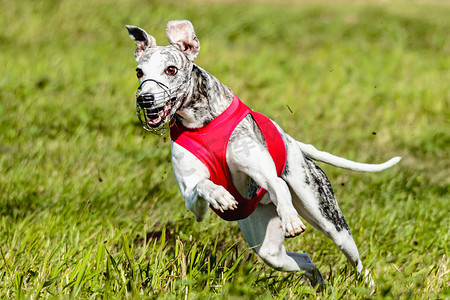 惠比特短跑狗在田野上奔跑和追逐