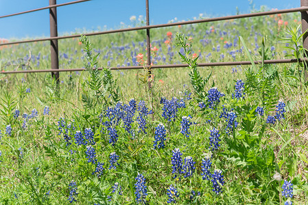 美国德克萨斯州乡村乡村围栏旁盛开的矢车菊田