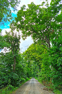 大树道路摄影照片_在阳光明媚的夏日，一条风景如画的道路上种着绿色的大树。
