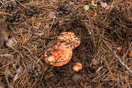 森林中落针和松果中的藏红花奶帽组，蘑菇采摘季节，顶视图，选择性聚焦