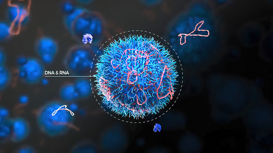 DNA 受到核酸酶攻击 蛋白质与 DNA 分子结合