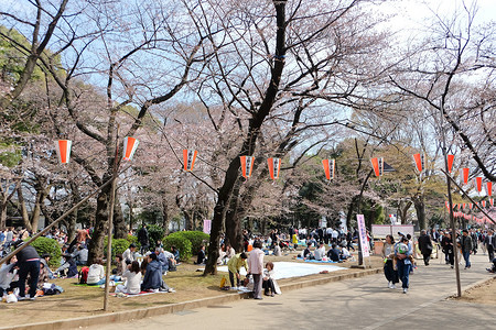 樱花盛开时的上野公园
