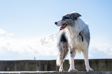 路堤摄影照片_沿着路堤散步的斑点边境牧羊犬的肖像。
