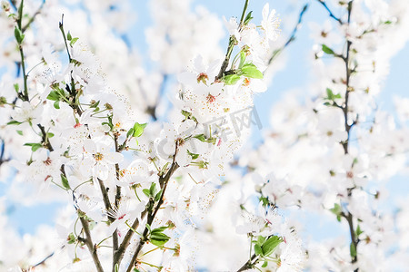 樱花和蓝天，白花作为自然背景