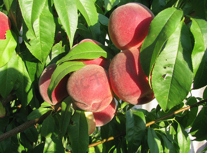 收获桃子摄影照片_阳光下绿叶树上成熟的桃子，夏季水果收获，花园