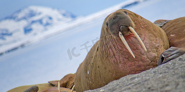 生物多样性摄影照片_休息的海象，北极，挪威