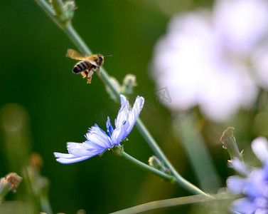 蜜蜂飞到花上采蜜