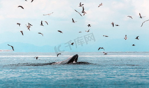 布氏鲸、伊甸鲸，在泰国湾吃鱼