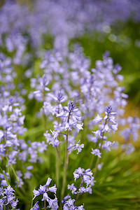 夏日午后，后院花园里盛开着充满活力的蓝铃花。
